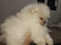Pomeranian boo ayı surat