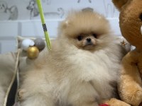 Show kalite üst düzey pomeranian boo