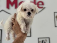 Petmode köpek çiftliğinde ziyarete açık kore maltese