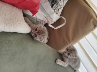 Ayıcık Suratlı Scottish Fold Yavrumuz Sahibini Bekliyor