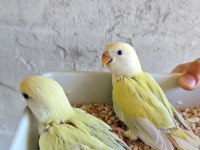 Mutasyon El Besleme Sevda Papağanı