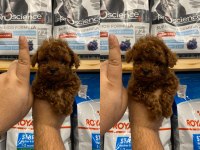 Mersin Teacup Toy Poodle
