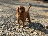 Toy poodle