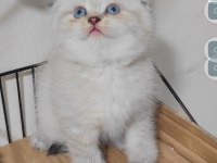 Scottish Fold Kedisi