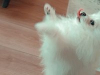 Sahibinden pomeranian boo