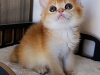 Çikolata golden dişi yavru british shorthair