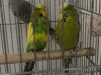 JUMBO MUHABBET KUŞLARI SİİRT MERKEZ