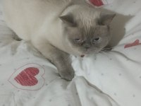 Ücretsiz kedimiz acil yuva kısır değil