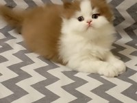 Cinnemon Bi Color British Longhair Yavrularımız