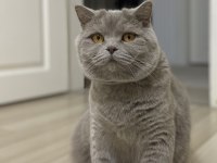 Sevgi Dolu Bir Aileye Sahiplendirilecek Kedimiz
