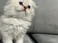 BRİTİSH LONGHAİR YAVRULAR