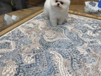 SAHİBİNDEN UYGUN POMERANİAN