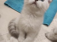 2 aylık 2 erkek 1 dişi scottish fold yavrular