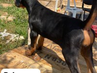 3 tane dişi doberman yavrumuz