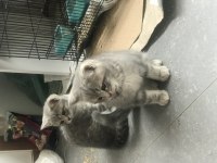 2 erkek 1 dişi 65 günlük british shorthair yavruları