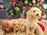 Yeni yıl maltipoo bebekleri yeni evine gitmeye hazır