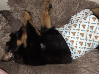 Rottweiler yavru 3 aylık
