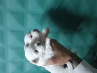 Kore Kan Maltese Bebekler