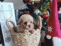 POODLE BABA MALTİPOO ANNE EŞLEŞME BEBEKLERİ