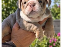 ÜST DÜZEY ŞECERELİ İNGİLİZ BULLDOG YAVRULAR