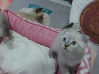 Point gurup kedimiz