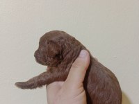 25 Haziran da teslime hazır akıl küpleri poodle