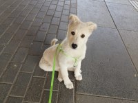 Labrador kırması
