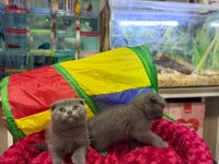 Dişi ve Erkek Ayıcık Surat Scottish Fold Bebekler