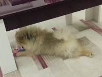 Pomeranian boo yavrusu