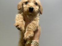 Orjinal maltipoo yavrularımız