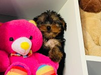 Emsalsiz yorkshire terrier bebek