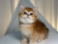 Show class golden yakışıklı british shorthair