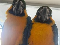 6 ile 10 aylık macaw papağanı