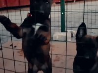 A kalite belçika kurdu beslemek isteyenler buyursun