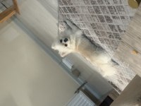 Pomeranian boo köpeği
