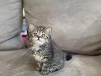 British shorthair kardeşler