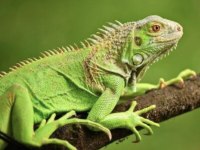 ÖN REZERVE İGUANA