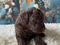 Çikolata Poodle Türünün En İyisi