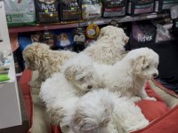 Maltipoo yavrularımız