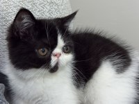Harika bir erkek exotic shorthair beşiktaş yavru
