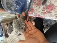British shorthair yavrularımıza yuva arıyoruz