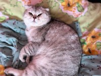 1 Yaşında Scottish Fold