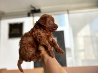 Anne toy baba kore en koyu red brown poodle bebişler