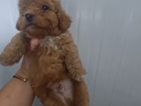 Toy Poodle Köpeğimiz
