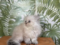 British longhair silver point dişi