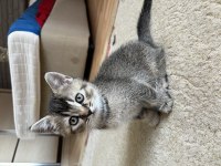 British shorthair yavru kediler