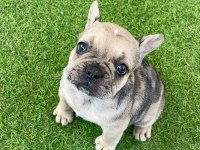 French bulldog