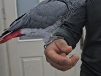 FULL EVCİL COCUK HASTASI JAKO