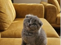 Scottish Fold Minnoşum
