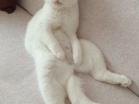 Dünyalar güzeli british shorthair odd eyes sütlacım